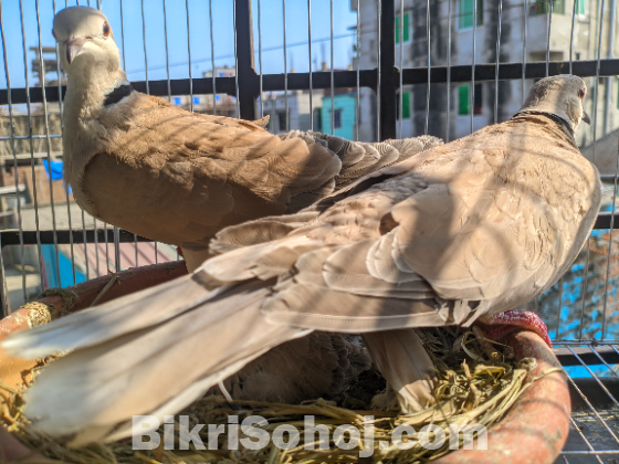 ইন্ডিয়ান ঘুঘু পাখি বিক্রি করা হবে।